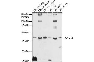 Western blot analysis of extracts of various cell lines, using CXCR2 antibody (ABIN1680461, ABIN3017662, ABIN3017663 and ABIN6220198) at 1:1000 dilution. (CXCR2 抗体)