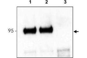 Mouse cortex lysate was immunoprecipitated with Ntrk3 polyclonal antibody  and further blotted with affinity purified anti-Ntrk3. (NTRK3 抗体  (C-Term))