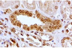 ABIN5539467 (2µg/ml) staining of paraffin embedded Human Kidney. (Aryl Hydrocarbon Receptor 抗体  (Internal Region))
