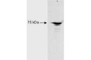 Western Blot of Rabbit Anti-RFX5 antibody. (RFX5 抗体  (AA 32-0))