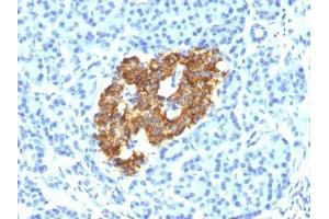 Image no. 1 for anti-Insulin (INS) antibody (ABIN6157480)