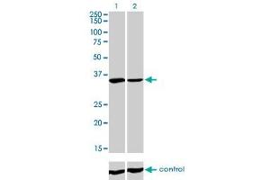 Western blot analysis of FMR1 over-expressed 293 cell line, cotransfected with FMR1 Validated Chimera RNAi (Lane 2) or non-transfected control (Lane 1). (FMR1 抗体  (AA 121-220))