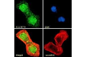 Immunofluorescence (IF) image for anti-IKAROS Family Zinc Finger 4 (Eos) (IKZF4) (Internal Region) antibody (ABIN570827)