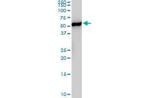 YES1 monoclonal antibody (M02), clone 3C6. (YES1 抗体  (AA 1-80))