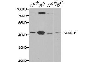 Western Blotting (WB) image for anti-AlkB, Alkylation Repair Homolog 1 (ALKBH1) antibody (ABIN1882367) (ALKBH1 抗体)