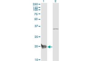 Western Blot analysis of CEBPG expression in transfected 293T cell line by CEBPG monoclonal antibody (M03), clone S2. (CEBPG 抗体  (AA 1-150))