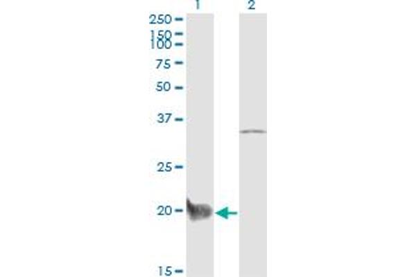 CEBPG anticorps  (AA 1-150)