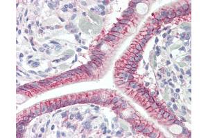 Anti-GPR52 antibody IHC staining of human small intestine. (GPR52 抗体  (AA 1-30))