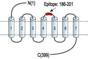 anti-Bombesin-Like Receptor 3 (BRS3) (2nd Extracellular Loop), (AA 186-201) antibody