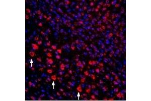Expression of proNGF in mouse cortexImmunohistochemical staining of perfusion-fixed mouse brain frozen sections using Guinea pig Anti-proNGF Antibody (ABIN7043555, ABIN7045386 and ABIN7045387), (1:400), followed by goat-anti-guinea pig-Cy3.