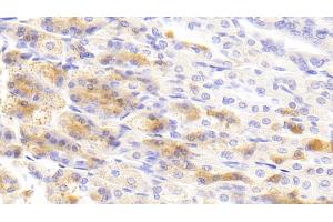 Detection of ENA78 in Mouse Stomach Tissue using Polyclonal Antibody to Epithelial Neutrophil Activating Peptide 78 (ENA78) (CXCL5 抗体  (AA 41-132))