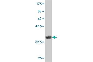 Western Blot detection against Immunogen (35. (FRZB 抗体  (AA 102-190))