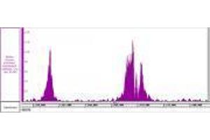 Histone H3K4me3 recombinant antibody (rAb) tested by ChIP-Seq  Chromatin immunoprecipitation (ChIP) was performed using the  High Sensitivity Kit  with 30 µg of human acute myelocytic leukemia chromatin and 4 µg of  Histone H3K4me3 antibody.
