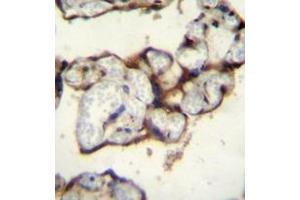 Immunohistochemistry analysis in formalin fixed and paraffin embedded human placenta tissue reacted with AP53340PU-N, which was peroxidase conjugated to the secondary antibody and followed by DAB staining. (PLCXD2 抗体  (Middle Region))