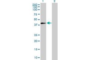 Western Blot analysis of EIF3G expression in transfected 293T cell line by EIF3G MaxPab polyclonal antibody. (EIF3G 抗体  (AA 1-320))