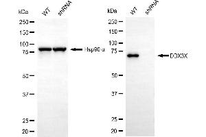 Western blotting analysis using DDX3X antibody (ABIN7798286).
