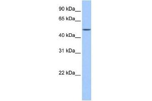 FAAH2 antibody used at 1 ug/ml to detect target protein. (FAAH2 抗体  (C-Term))