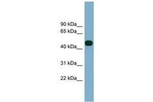 Image no. 1 for anti-Abhydrolase Domain Containing 12 (ABHD12) (AA 323-372) antibody (ABIN6743342) (ABHD12 抗体  (AA 323-372))
