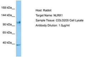 Image no. 1 for anti-NLR Family Member X1 (NLRX1) (C-Term) antibody (ABIN6749996) (NLRX1 抗体  (C-Term))