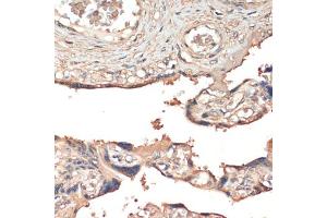 Immunohistochemistry of paraffin-embedded human placenta using MSP/MST1 antibody (ABIN6132374, ABIN6144095, ABIN6144096 and ABIN6216790) at dilution of 1:200 (40x lens). (MST1 抗体  (AA 200-500))