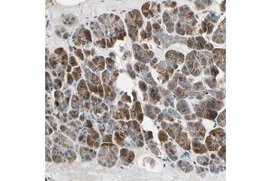 Immunohistochemical staining (Formalin-fixed paraffin-embedded sections) of human pancreas with AKAP9 polyclonal antibody  shows strong cytoplasmic positivity in exocrine glandular cells. (AKAP9 抗体  (AA 963-1110))