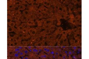 Immunofluorescence (IF) image for anti-3-Hydroxy-3-Methylglutaryl-CoA Synthase 2 (Mitochondrial) (HMGCS2) antibody (ABIN7257752)
