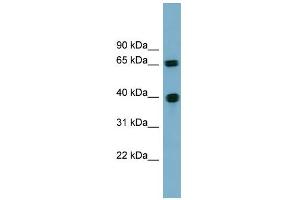WB Suggested Anti-CCNJ Antibody Titration: 0. (Cyclin J 抗体  (N-Term))
