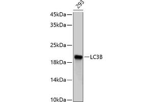 Western blot analysis of extracts of 293 cells, using LC3B antibody (ABIN6129924 and ABIN6143474).