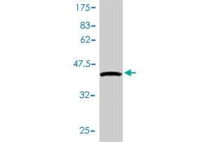 Western Blot detection against Immunogen (41. (ALKBH3 抗体  (AA 1-139))