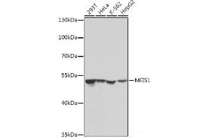 Western blot analysis of extracts of various cell lines using MEIS1 Polyclonal Antibody at dilution of 1:1000. (MEIS1 抗体)