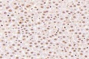 Immunohistochemistry analysis of paraffin-embedded rat liver using,RanBP16 (ABIN7073901) at dilution of 1: 2000