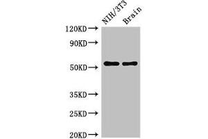 Western Blot Positive WB detected in: NIH/3T3 whole cell lysate, Mouse brain tissue All lanes: OLFM1 antibody at 2. (Olfactomedin 1 抗体  (AA 374-441))