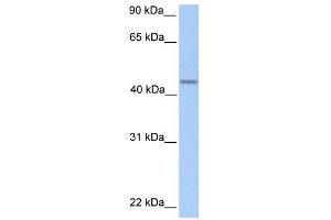 PNPLA5 antibody used at 1 ug/ml to detect target protein. (PNPLA5 抗体  (C-Term))