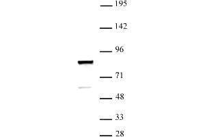 ARID3A antibody (pAb) tested by Western blot. (ARID3A 抗体  (C-Term))