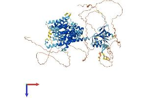 SLC26A8 Protein (AA 1-999) (His tag)