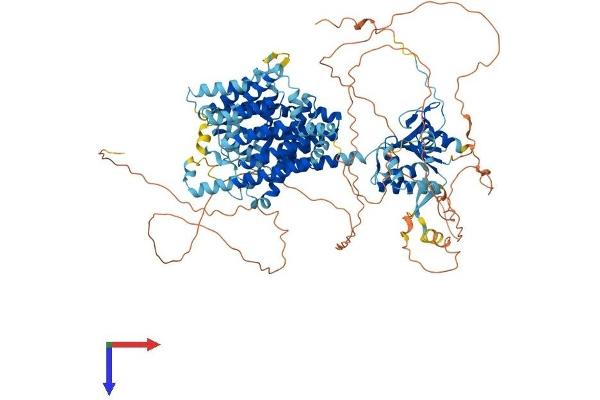 SLC26A8 Protein (AA 1-999) (His tag)