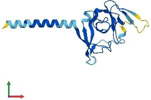 AlphaFold protein structure predicition of Human Recombinant IMMP1L Protein, UniprotID Q96LU5
