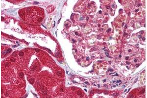 Human Kidney (formalin-fixed, paraffin-embedded) stained with FAIM3 antibody ABIN213927 at 5 ug/ml followed by biotinylated goat anti-rabbit IgG secondary antibody ABIN481713, alkaline phosphatase-streptavidin and chromogen. (FAIM3 抗体  (C-Term))