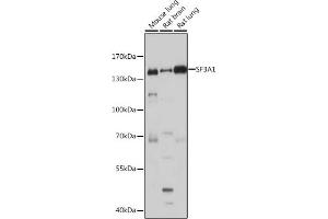Western blot analysis of extracts of various cell lines, using SF3 antibody (ABIN1682670, ABIN3018893, ABIN3018894 and ABIN6220615) at 1:1000 dilution. (SF3A1 抗体  (AA 443-793))