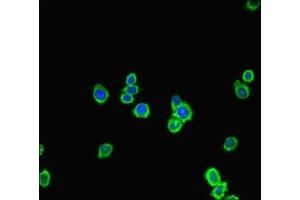 Immunofluorescent analysis of HepG2 cells using ABIN7153265 at dilution of 1:100 and Alexa Fluor 488-congugated AffiniPure Goat Anti-Rabbit IgG(H+L) (FGD5 抗体  (AA 269-539))