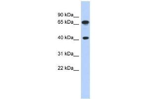 Western Blot showing FUBP3 antibody used at a concentration of 1. (FUBP3 抗体  (Middle Region))