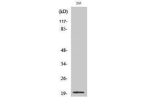 Western Blotting (WB) image for anti-Stathmin 3 (STMN3) (Internal Region) antibody (ABIN3177539) (Stathmin 3 抗体  (Internal Region))