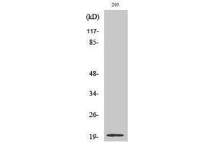 Western Blotting (WB) image for anti-Stathmin 3 (STMN3) (Internal Region) antibody (ABIN3187094) (Stathmin 3 抗体  (Internal Region))