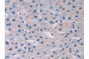 Detection of NGF in Human Liver Tissue using Polyclonal Antibody to Nerve Growth Factor (NGF) (Nerve Growth Factor 抗体  (AA 19-239))