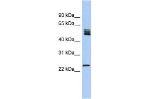WB Suggested Anti-SFRS7 Antibody Titration: 0. (SFRS7 抗体  (N-Term))