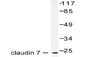 Image no. 1 for anti-Claudin 7 (CLDN7) antibody (ABIN265365) (Claudin 7 抗体)