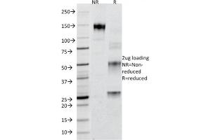 SDS-PAGE (SDS) image for anti-Perilipin 2 (PLIN2) (AA 249-376) antibody (ABIN6939155)