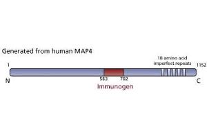 Image no. 1 for anti-Microtubule-Associated Protein 4 (MAP4) (AA 583-702) antibody (ABIN968326) (MAP4 抗体  (AA 583-702))