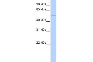 WB Suggested Anti-DCX Antibody Titration:  0. (Doublecortin 抗体  (C-Term))