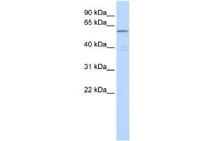 Western Blotting (WB) image for anti-Zinc Finger Protein 141 (ZNF141) antibody (ABIN2458313) (ZNF141 抗体)